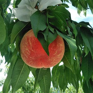 旬とごちそうコース「バイヤー厳選!旬の果物」 山梨県産 もも 御坂の大糖領 6玉