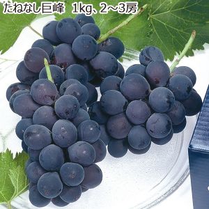 山梨県産 たねなし巨峰 1kg(2〜3房)【限定200点】【お届け期間:8/20(水)〜9/15(月)】【MK】