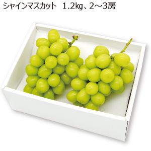 山梨県産 シャインマスカット 1.2kg(2〜3房)【限定200点】【お