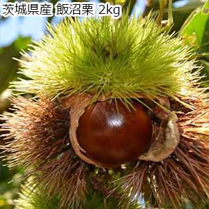茨城県産 飯沼栗 2kg【限定50点】【お届け期間：10月25日〜11月15日】【おいしいお取り寄せ】