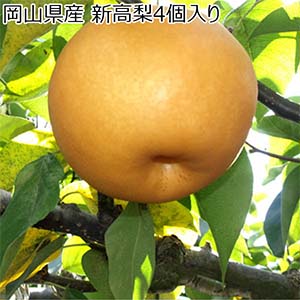 岡山県産 新高梨 4個入り【お届け期間：9月28日〜10月25日】【お買い得セール9月】
