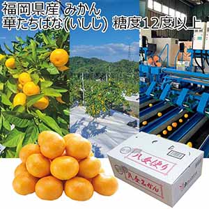 愛媛県産 紅まどんな(2Lサイズ)(お届け期間：11/22〜12/21)【冬