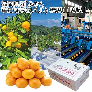 福岡県産 みかん 華たちばな(いしじ)糖度11度以上(お届け期間：11/15〜12/23)【冬の贈りもの・お歳暮】