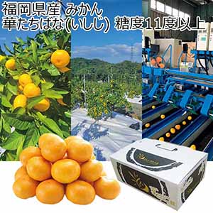 福岡県産 みかん 華たちばな(いしじ)糖度11度以上(お届け期間：11/15〜12/23)【冬の贈りもの・お歳暮】