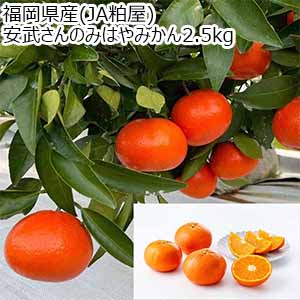 福岡県産(JA粕屋) 安武さんのみはやみかん 2.5kg【限定200点】【お届け期間:12月1日〜12月28日】【おいしいお取り寄せ】