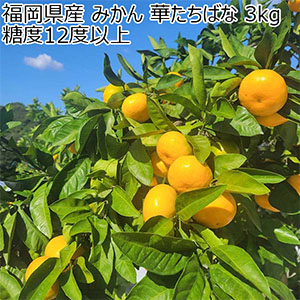 福岡県産 みかん 華たちばな 3kg  糖度12度以上【お届け期間：11月15日〜11月30日】【Ａセレクション11月】