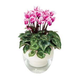 みずてまりんのシクラメン(お届け期間：12/1〜12/31)【冬の贈りもの・お歳暮】