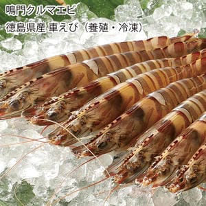 徳島 鳴門クルマエビ 徳島県産車えび(養殖・冷凍)12〜17尾【お届け期間:11月11日〜1月10日】【旬鮮便】【NN】