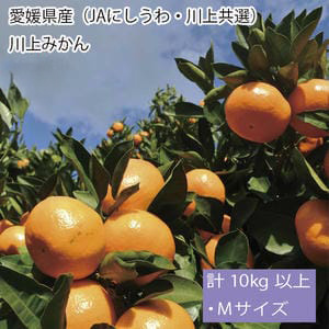 愛媛県産(JAにしうわ・川上共選)川上みかん計10kg以上・Mサイズ(緑○)【お届け期間:11月21日〜12月28日】【従業員感謝WEEK】【NN】