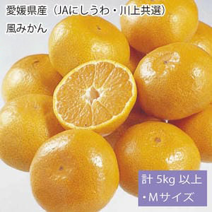 愛媛県産(JAにしうわ・川上共選)風みかん計5kg以上・Mサイズ(秀)【お届け期間:11月21日〜12月28日】【従業員感謝WEEK】【NN】