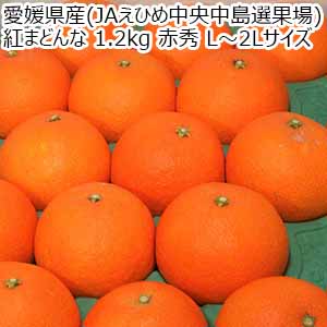 愛媛県産(JAえひめ中央中島選果場) 紅まどんな 1.2kg 赤秀 L〜2Lサイズ【限定300点】【お届け期間:11月20日〜12月25日】【ブラックフライデー】