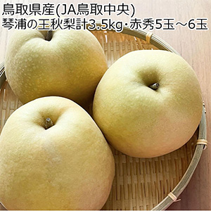 鳥取県産(JA鳥取中央)琴浦の王秋梨計3.5kg・赤秀5玉〜6玉【お届け期間:11月5日〜12月30日】【ブラックフライデー】【NN】