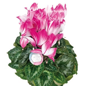 新潟県佐藤農園 シクラメン「フュージョン」鉢直径約15cm、高さ約35cm、赤・ピンク系【お届け期間】2025/12/16‐2025/12/21【KN】