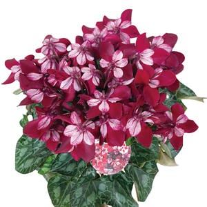 新潟県佐藤農園 シクラメン「ジックス」鉢直径約13.5cm、高さ約30cm、赤・ピンク系【お届け期間】2025/12/16‐2025/12/21【KN】