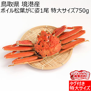 鳥取県 境港産 ボイル松葉がに(ずわいがに)姿1尾 特大サイズ750g【お届け期間：12月10日〜12月17日】【おいしいお取り寄せ】