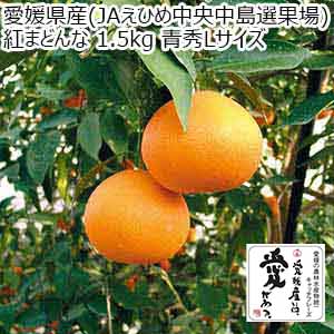 愛媛県産(JAえひめ中央中島選果場) 紅まどんな 1.5kg 青秀Lサイズ【限定50点】【お届け期間：12月8日〜12月25日】【おいしいお取り寄せ】