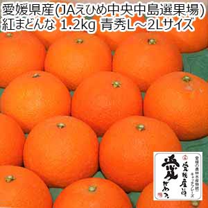 愛媛県産(JAえひめ中央中島選果場) 紅まどんな 1.2kg 青秀L〜2Lサイズ【限定50点】【お届け期間：12月8日〜12月25日】【おいしいお取り寄せ】