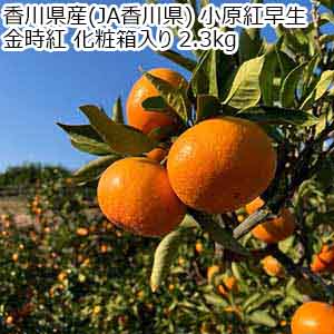 香川県産(JA香川県) 小原紅早生 金時紅 化粧箱入り 2.3kg【お届け期間：12月10日〜12月20日】【おいしいお取り寄せ】