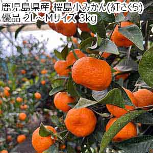 鹿児島県産 桜島小みかん(紅さくら) 優品 2L〜Mサイズ 3kg【限定50点】【お届け期間：12月10日〜12月25日】【おいしいお取り寄せ】