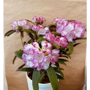 新潟県水澤園芸 シャクナゲ 鉢直径約18cm 高さ約60cm ピンク系【お届け期間】2026/02/07‐2026/02/14【バレンタイン】【KN】