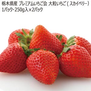 栃木県産プレミアムいちご会大粒いちご(スカイベリー)1パック・250g入×2パック「お届け期間」2026/02/01〜2026/02/28【KN】