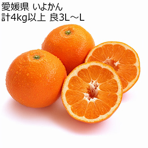 愛媛県 いよかん 計4kg以上 良3L〜L【お届け期間:2月5日〜2月28日】【NN】