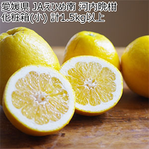 愛媛県 JAえひめ南 河内晩柑 化粧箱(小) 計1.5kg以上 M〜2S 6〜10玉【お届け期間:4月1日〜4月30日】【NN】