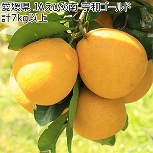愛媛県 JAえひめ南 宇和ゴールド 計7kg以上 2L〜L【お届け期間:4月1日〜4月30日】【NN】