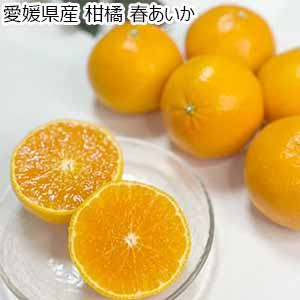 愛媛県産 柑橘 春あいか【限定100点】【お届け期間：3月1日〜3月31日】【お買い得セール2月】