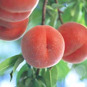 旬とごちそうコース「バイヤーお墨付き！おいしいくだもの紀行」　福島県産 伊達の白桃