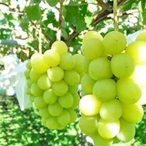 旬とごちそうコース「バイヤーお墨付き！おいしいくだもの紀行」　長野県産(JA中野市) ぶどう シャインマスカット ご自宅用