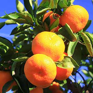 旬とごちそうコース「バイヤーお墨付き！おいしいくだもの紀行」　静岡県産(三ヶ日) 熟果みかん ゆら早生