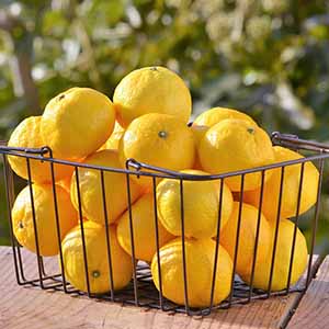 旬とごちそうコース「バイヤーお墨付き！おいしいくだもの紀行」　愛媛県八幡浜産 柑橘 媛小春 ご自宅用