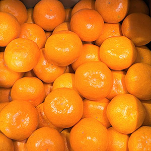 旬とごちそうコース「バイヤー厳選！旬の果物」　和歌山県有田地区産田村みかん 赤秀　M寸  5kg