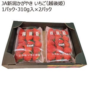 新潟県JA新潟かがやきいちご（越後姫）1パック・310g入×2パック【お届け期間】2026/03/10‐2026/05/10【KN】