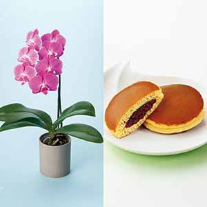 リーフ ミディ胡蝶蘭「ペニー」(SUSTEE付)＋文明堂 月三笠2個入【母の日】