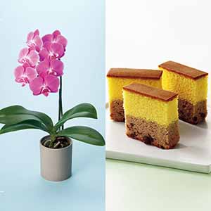 リーフ ミディ胡蝶蘭「ペニー」(SUSTEE付)＋和泉屋 カステラ「綺麗菓」【母の日】