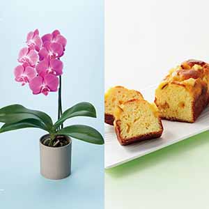 リーフ ミディ胡蝶蘭「ペニー」(SUSTEE付)＋東京堂 芋パウンドケーキ【母の日】