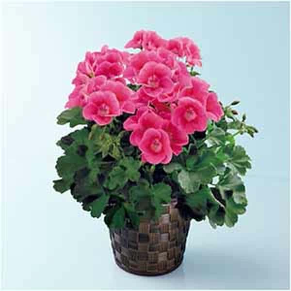 多田園芸 ゼラニューム「プリティリトルピンク」(SUSTEE付)【母の日】