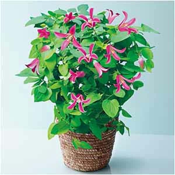 フローラハシモト クレマチス「プリンセスダイアナ」(SUSTEE付)【母の日】