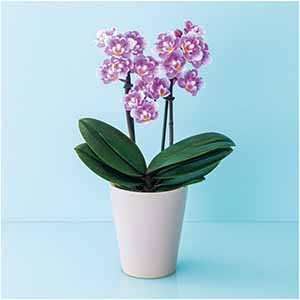 椎名洋ラン園 フリンジ咲きマイクロ胡蝶蘭「ダイヤモンドさくら」2本立(SUSTEE付)【母の日】