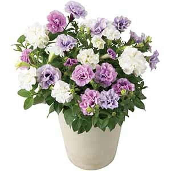 八重咲ペチュニア3色植え(SUSTEE付)【母の日】