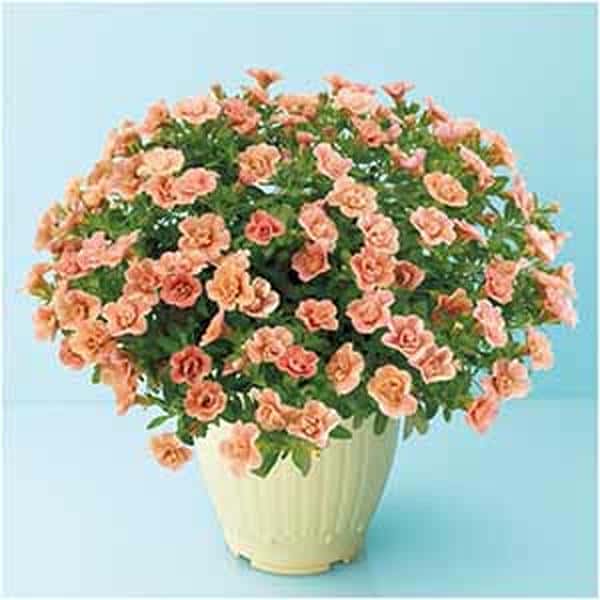 ジョルディカワムラ カリブラコアアンティーク No.38(SUSTEE付)【母の日】