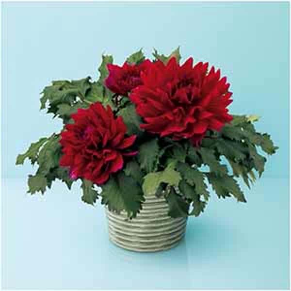 華金剛 ダリア「こまち」(SUSTEE付)【母の日】