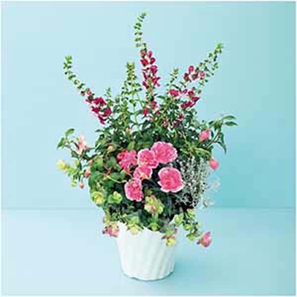 タカハシプランテーション カーネーションの寄せ植え(SUSTEE付)【母の日】