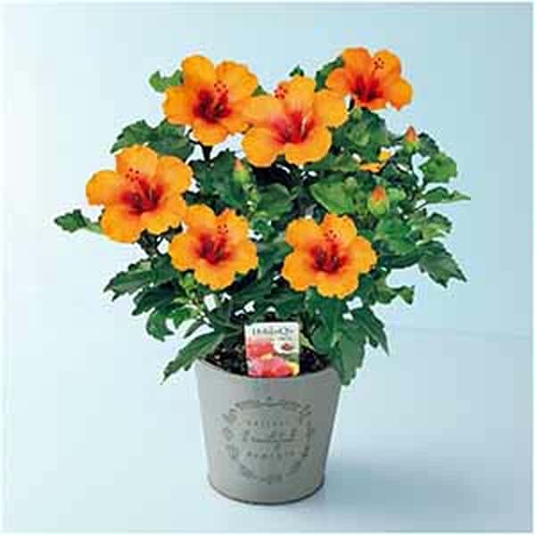 紅和園 ハイビスカス「プチオレンジ」(SUSTEE付)【父の日】