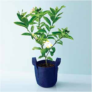 水澤園芸 レモンの木「サイパン」(SUSTEE付)【父の日】