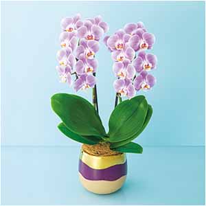 椎名洋ラン園 ミディ胡蝶蘭「エレガンス」2本立(SUSTEE付)【父の日】