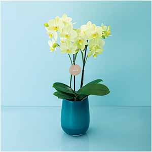 ranto ミディ胡蝶蘭「カーリー」2本立ち【父の日】