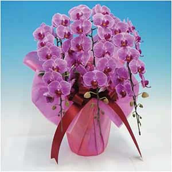 マルイ洋蘭開発センター 中輪胡蝶蘭3本立ち「リリーローズ」(SUSTEE付)【父の日】